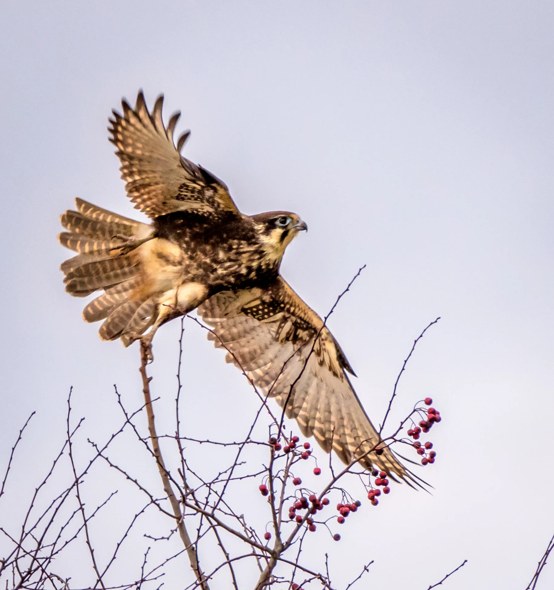 Brown Falcon in flight170702-2.jpg