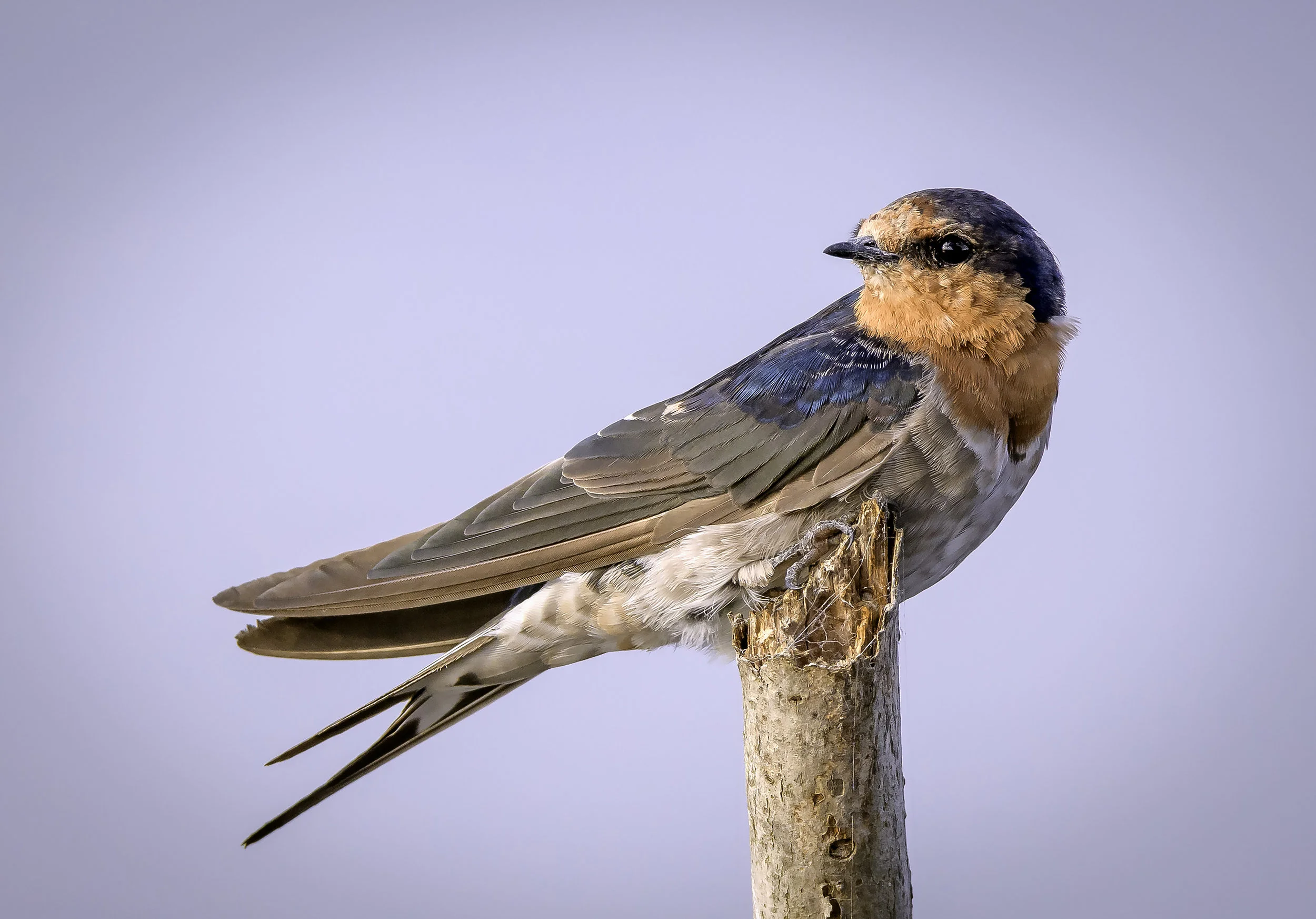 Welcome Swallow D50_2097.jpg