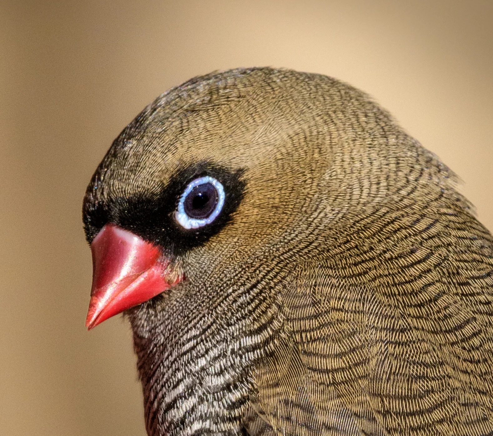 Beautiful Firetail .jpg