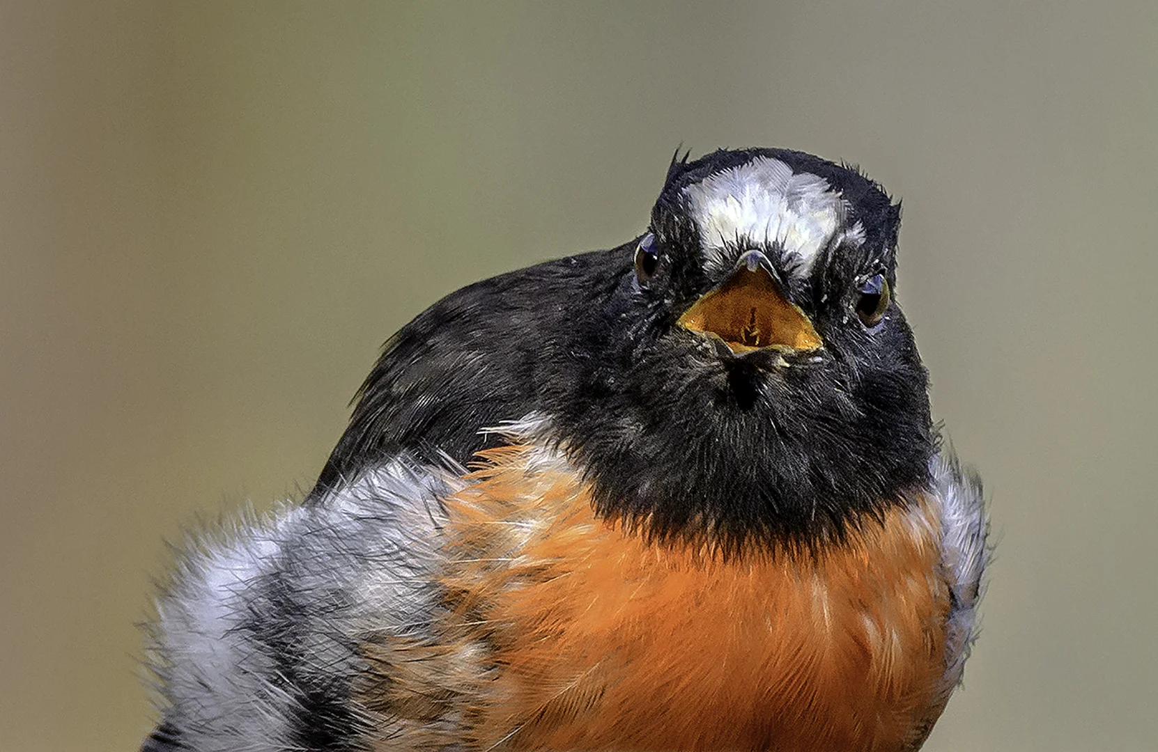 Shouting Scarlet Robin DSC_6857.jpg