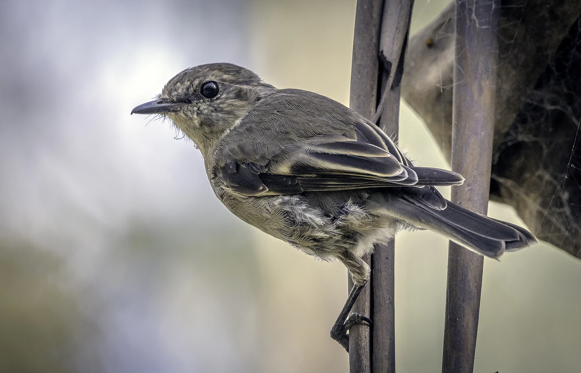 Dusky Robin DSC_1947.jpg