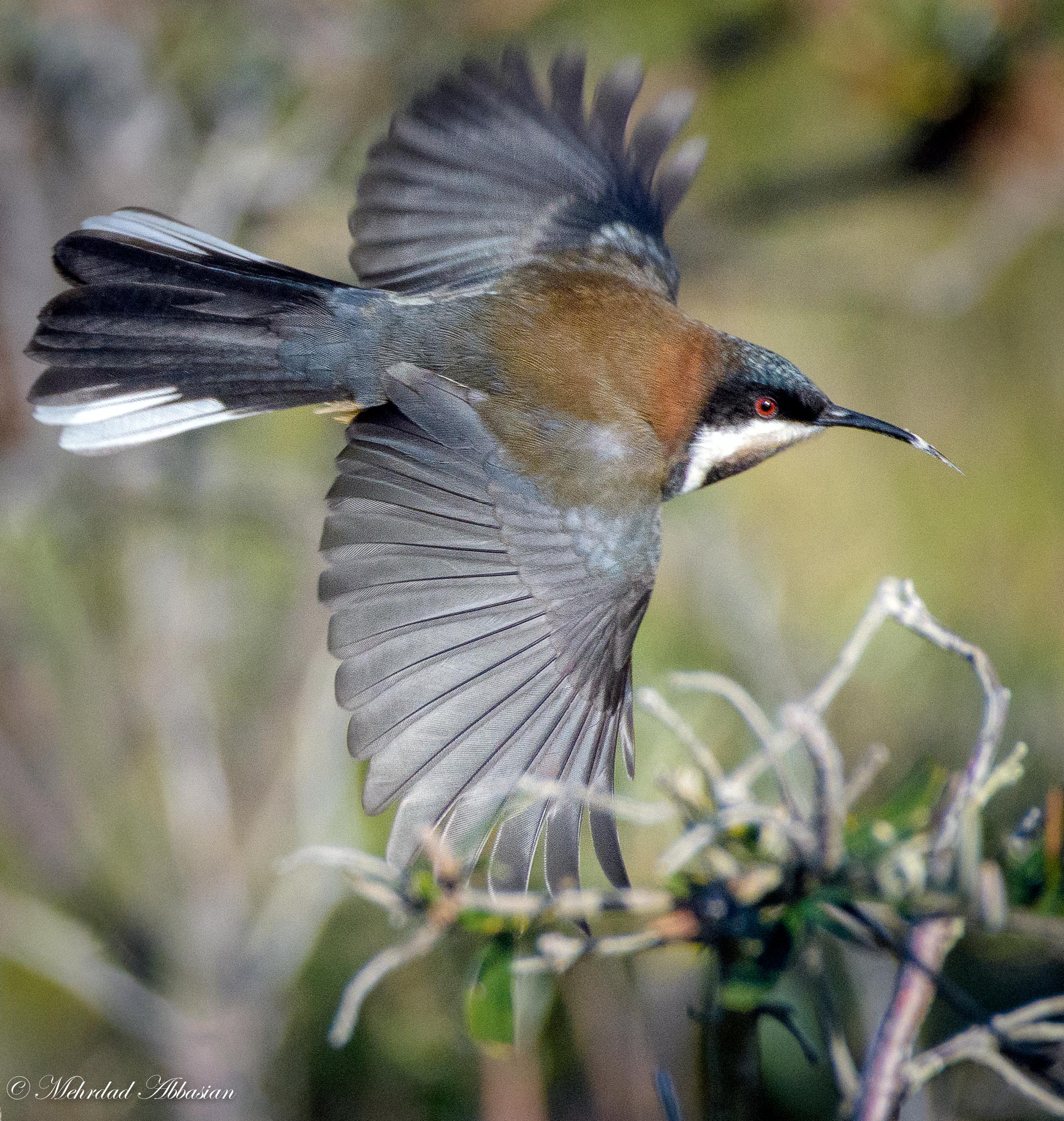 Eastern Spinebill in flight D50_3996.jpg