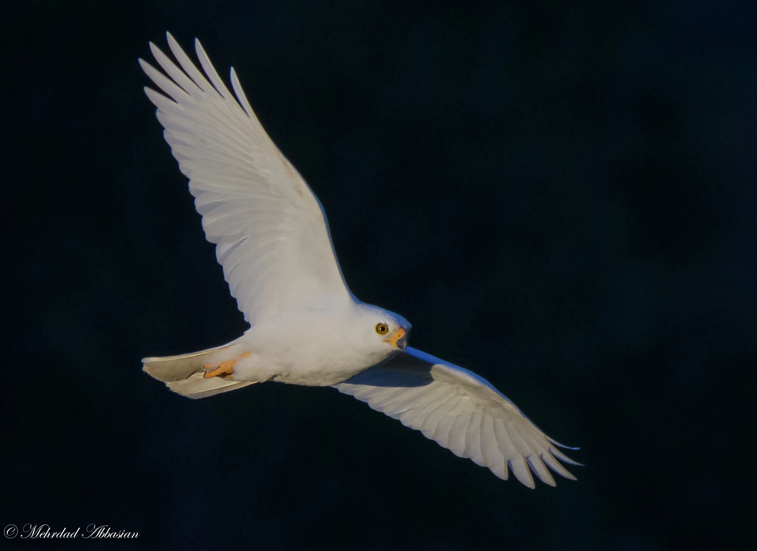 Grey Goshawk in flight D50_5940.jpg