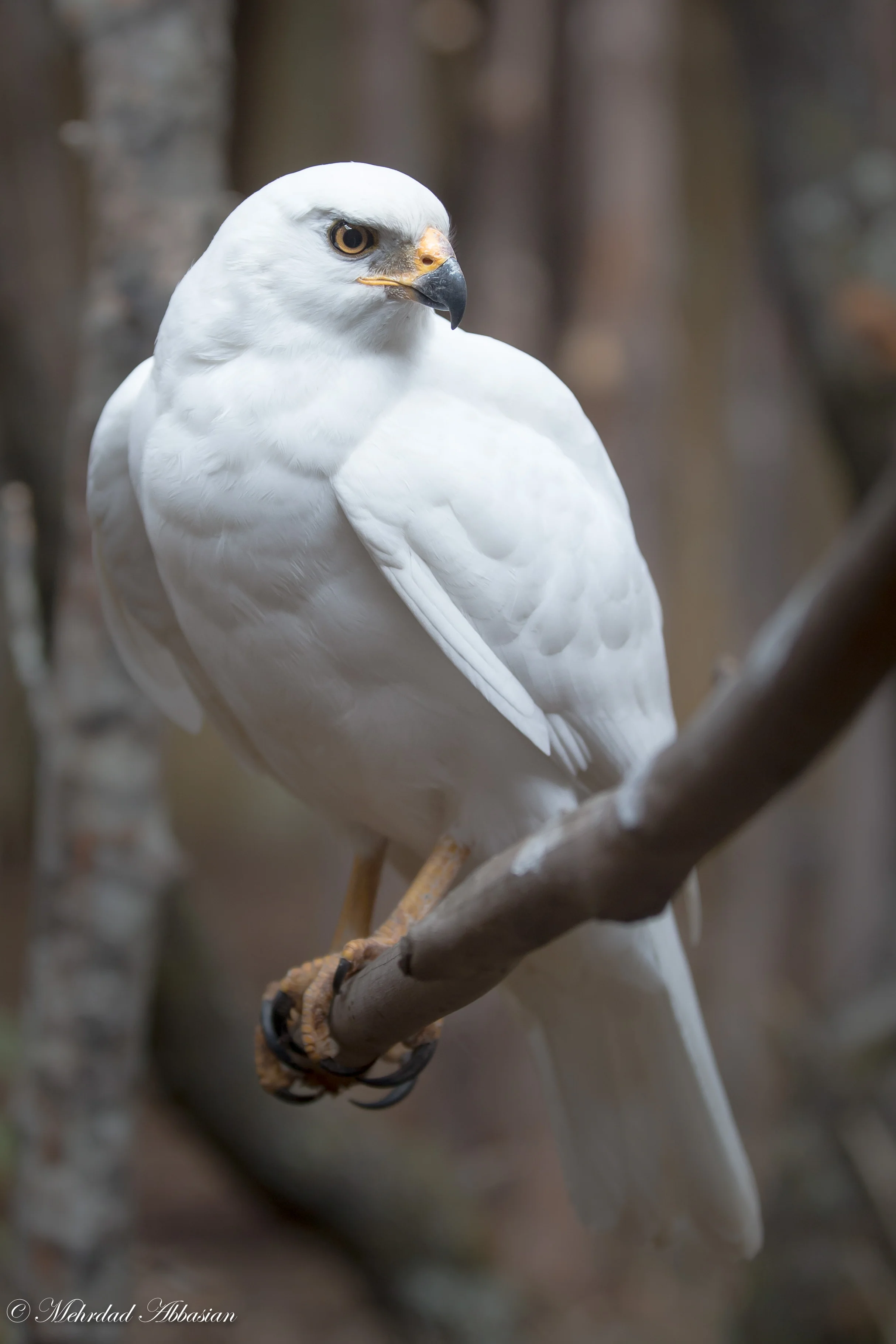 Stunning Grey Goshawk.jpg