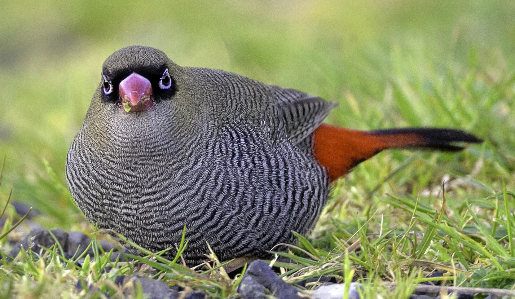 Beautiful Firetail D85_8256.jpg
