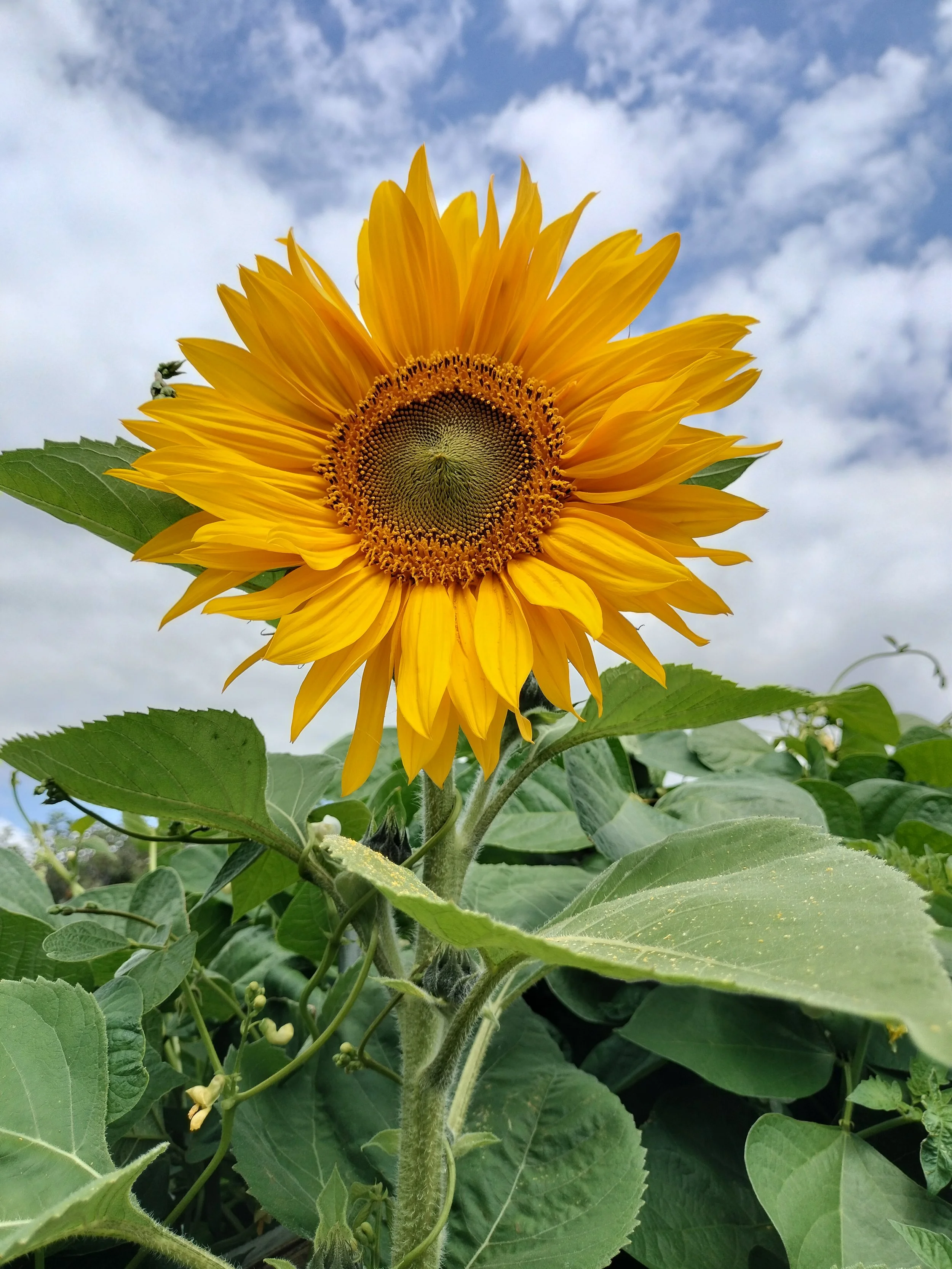 Satsang, the Circle Way