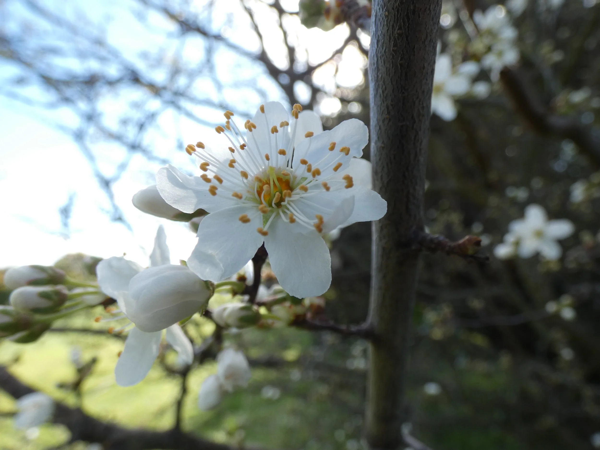 Sunday NOURISH:  Body Mind and Spirit Day Retreat