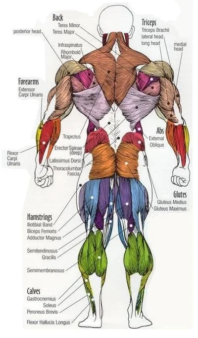 10 key points in Bulletproofing Your Posterior Chain