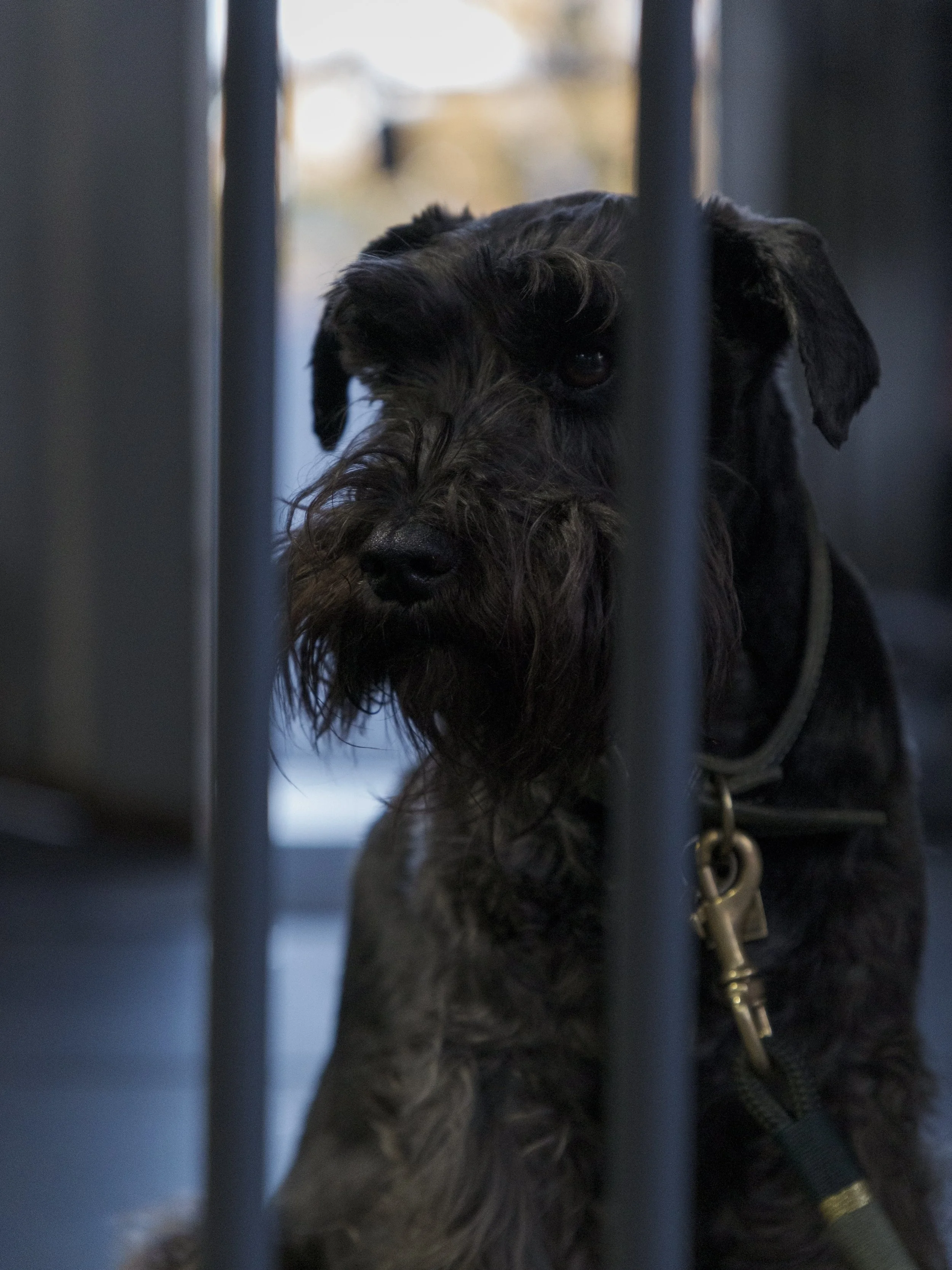 A dog with dark fur and a shaggy beard staring through metal bars, possibly behind a kennel or gate, with a leash attached.
