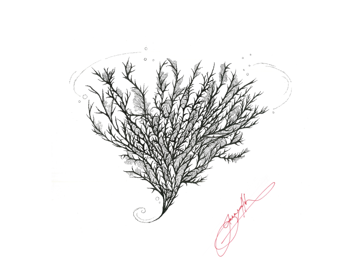 Fan Coral.png