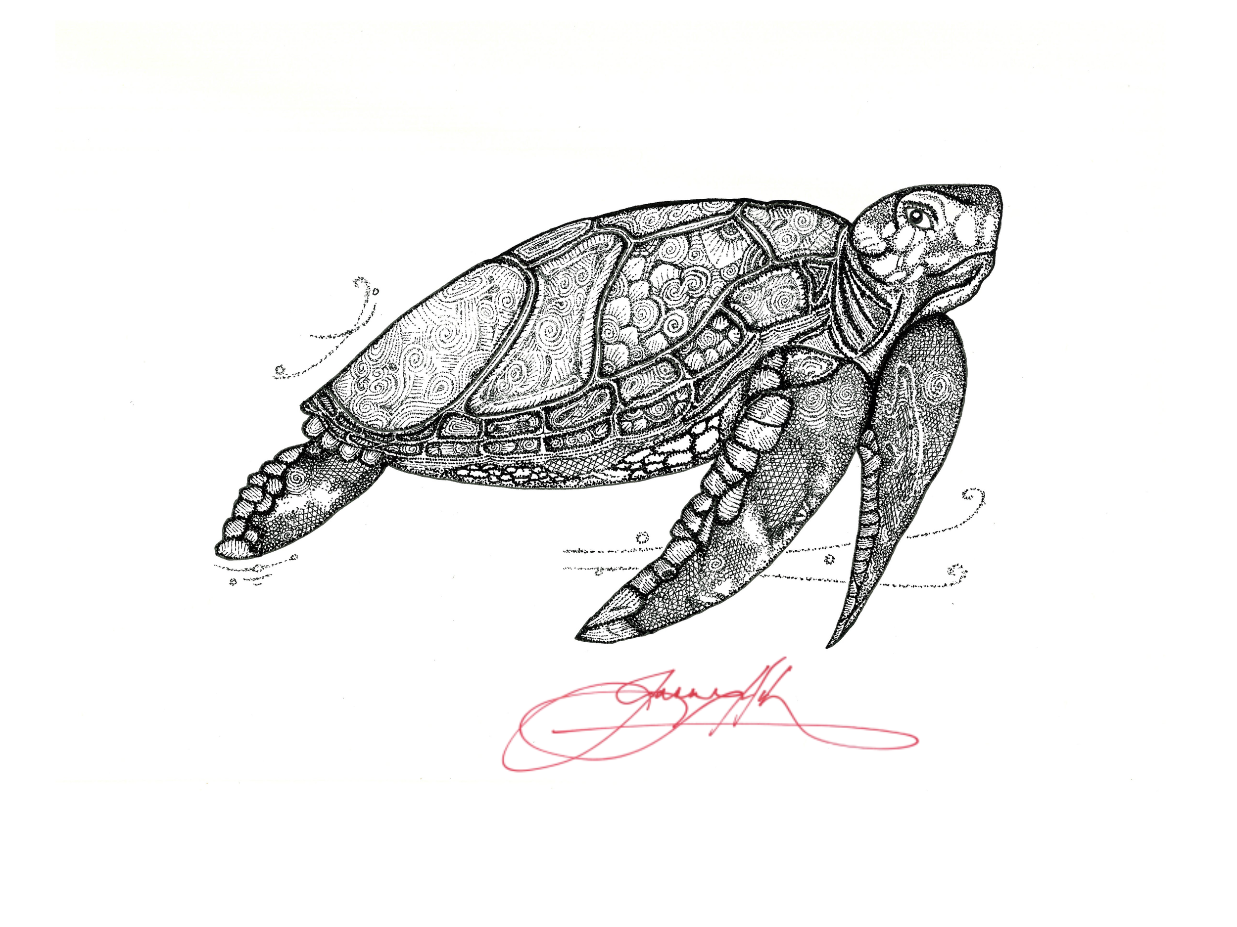 Turtle (1).png
