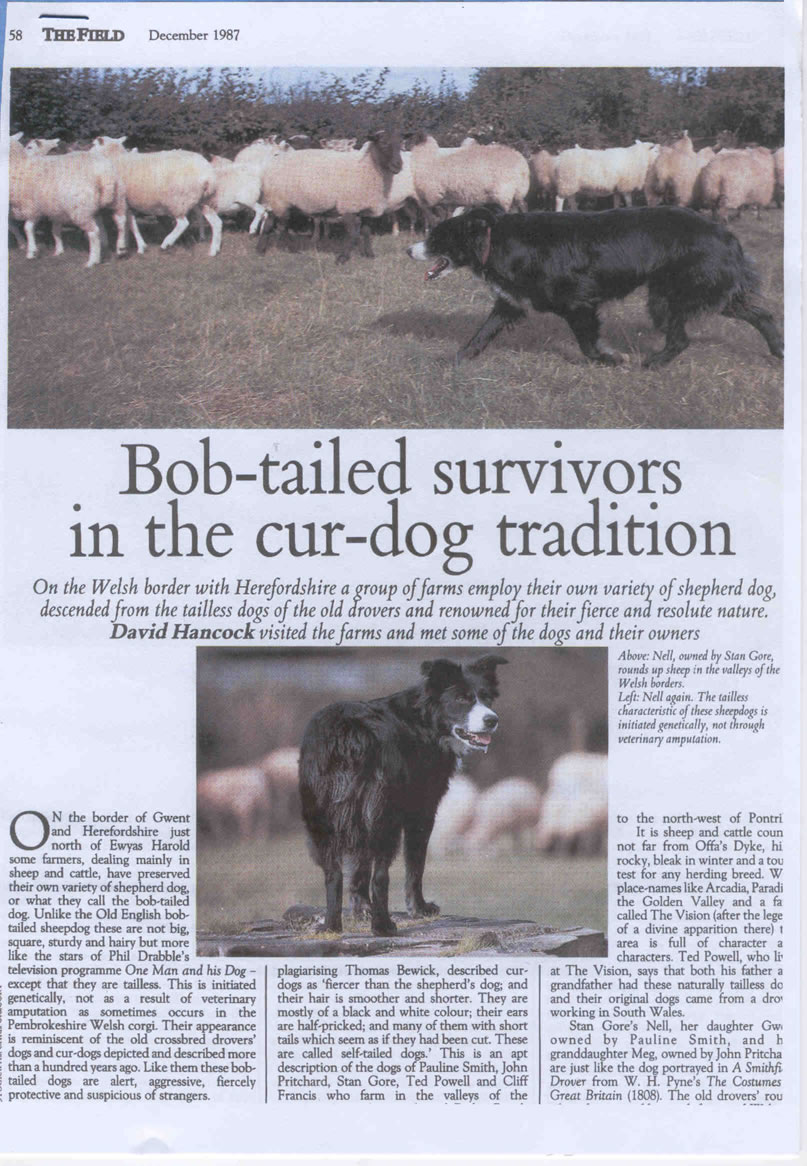 Bob Tailed Survivors The Field Dec 87 (1).jpg