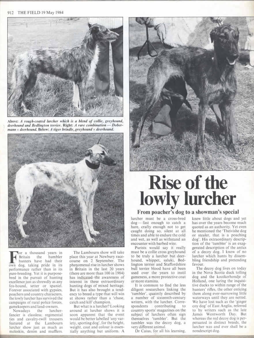 Rise of the Lowly Lurcher.jpg