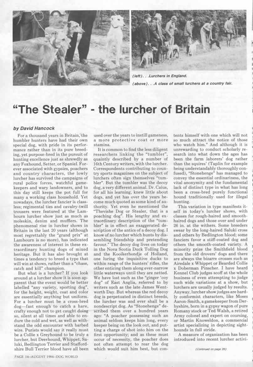 The 'Stealer' The Lurcher of Britain.jpg