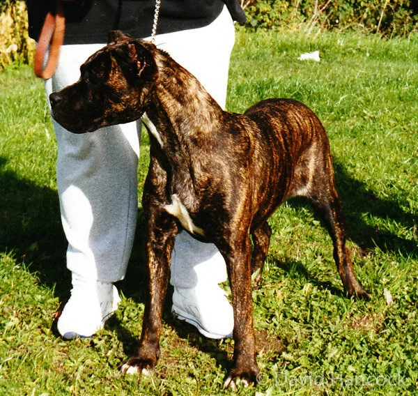 King Corso Mixed With Pit Brindle Cane Corso Pit Mix Cane Corso