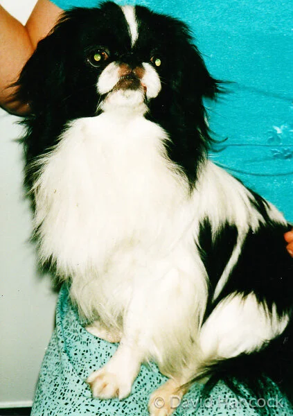 JAPANESE CHIN