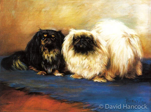 PEKINGESE (Florence Jay)