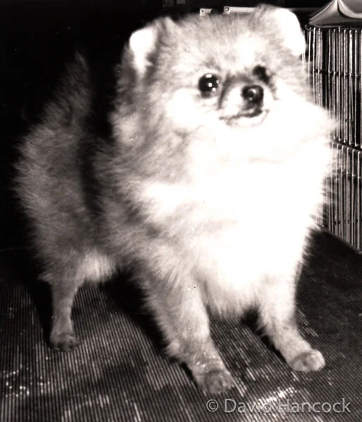 POMERANIAN