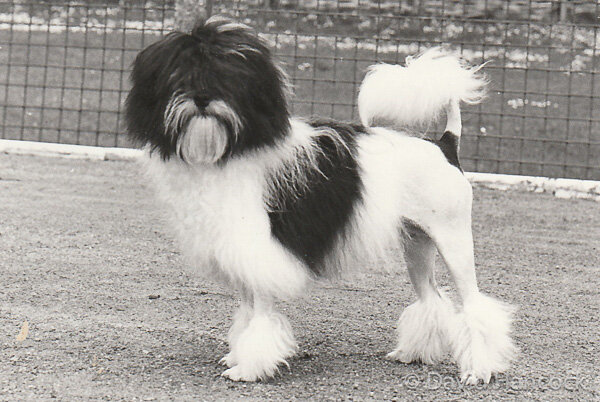 LOWCHEN - WITH LIMITED VISION