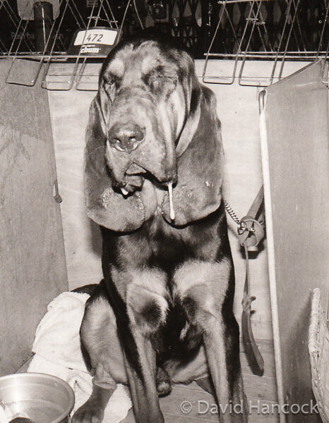 SUNKEN-EYED BLOODHOUND