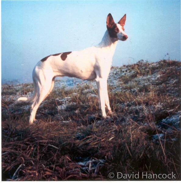 EYEING THE HUNTING GROUND  -  IBIZAN HOUND