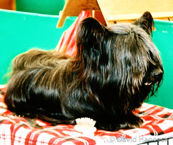 SKYE TERRIER - WHERE ARE THE EYES