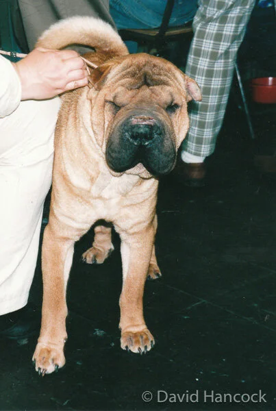 HANDICAPPED CHINESE SHAR PEI