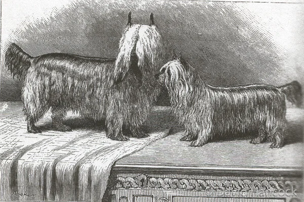 UNSIGHTED YORKSHIRE TERRIERS