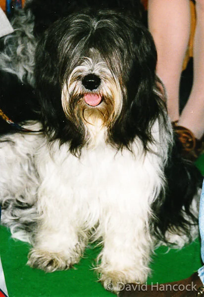 TIBETAN TERRIER - DENIED SIGHT