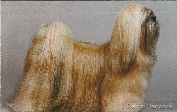 SIGHTLESS  LLASA APSO