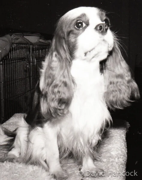 CAVALIER KING CHARLES SPANIEL