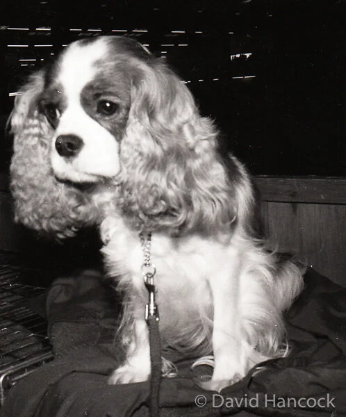 CAVALIER KING CHARLES SPANIEL