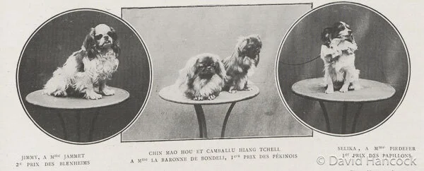 BLENHEIM SPANIEL, PEKINESE &amp; PAPILLON  1911
