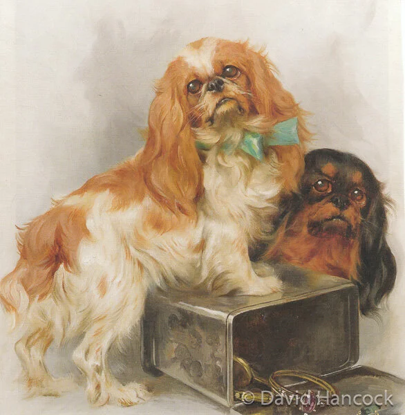 KS SPANIELS - ARTHUR WARDLE, 1902
