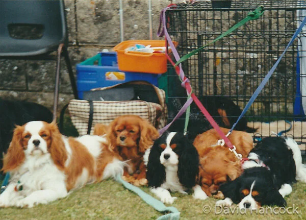CAVALIER KC SPANIELS OF TODAY