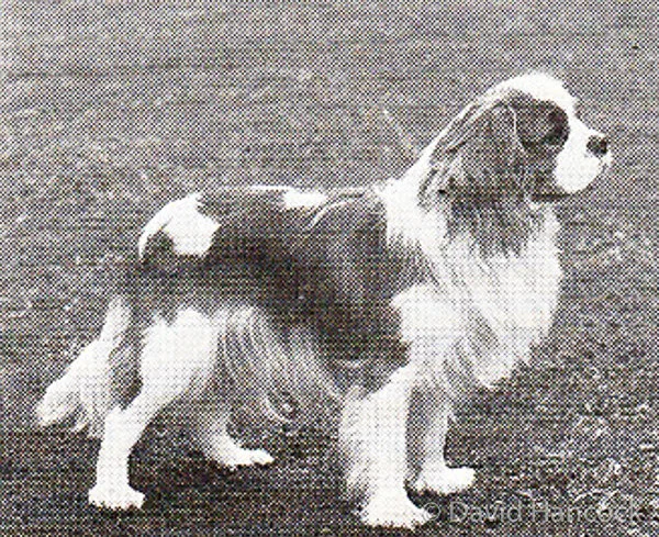 CAVALIER KC SPANIEL