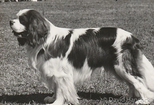 CAVALIER KC SPANIEL