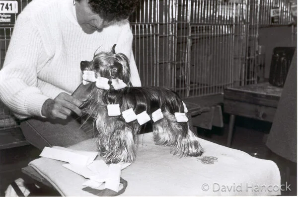 Yorkshire Terrier showing loyalty