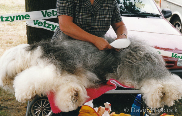 BEARDIE BEING 'PREPARED'