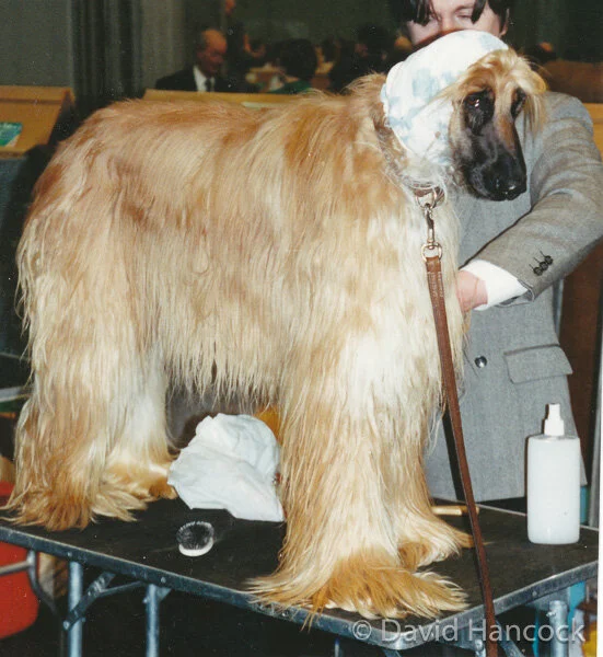 AFGHAN HOUND - HUMILIATED AT CRUFTS