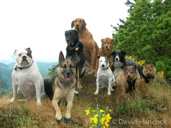 Dogs respecting each other