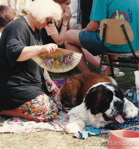 HEAT DOES FOR A ST BERNARD - enduring for its owner