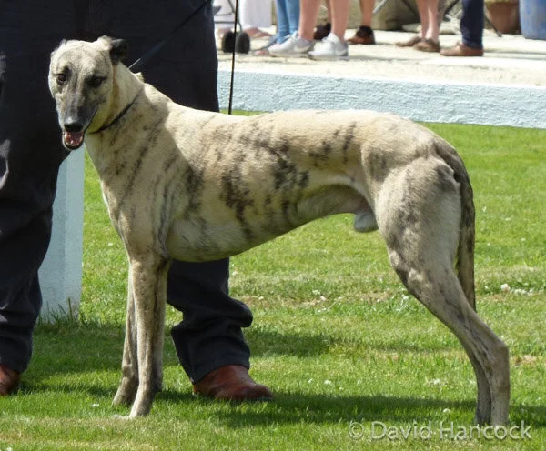 Silver Saluki Persian Greyhound Saluki Greyhound Silver Saluki