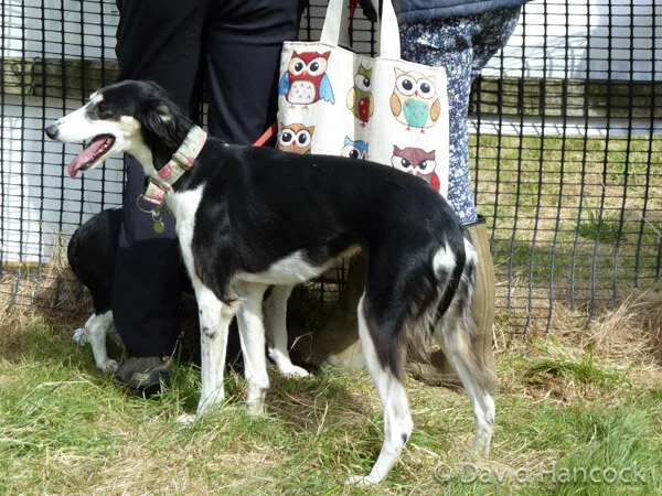 Deerhound David Hancock Lurchers For Sale David Hancock Lurchers