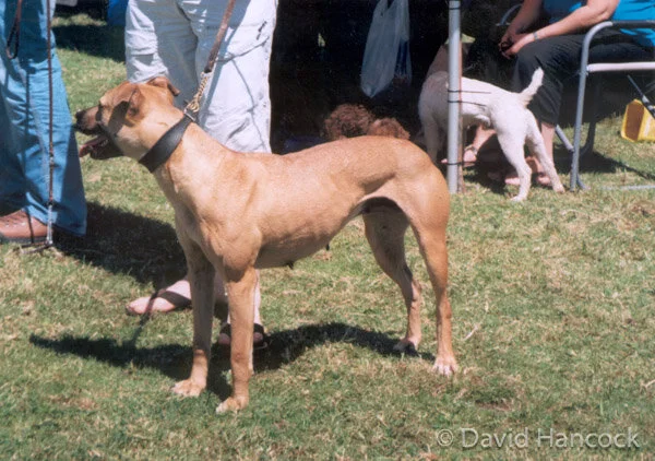 David Hancock Hancock Lurcher Pups Hancock Lurchers Price
