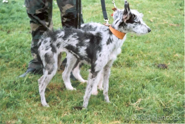 Blue Merle Lurcher Collie Whippet Lurcher Lurcher Collie X Whippet