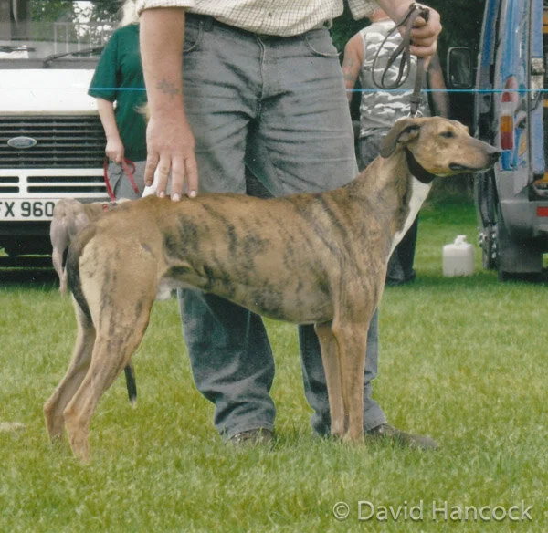 Greyhound Collie Lurcher Pups Greyhound Long Haired Lurcher