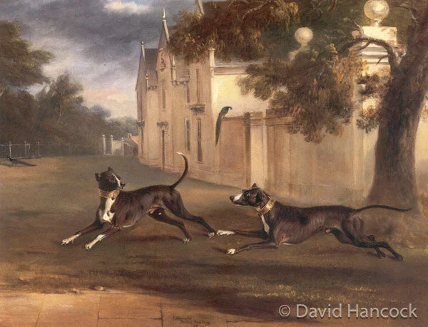 Sporting Bull Terriers of 1831 - John Ferneley's portrayal of Lord Brownlow's Bull Terriers, powerful but athletic strong-headed dogs