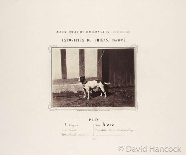 Bull Terrier of 1863