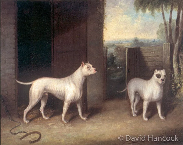 Bull Terriers, before the show ring changed the breed